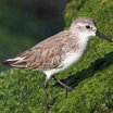 Western Sandpiper